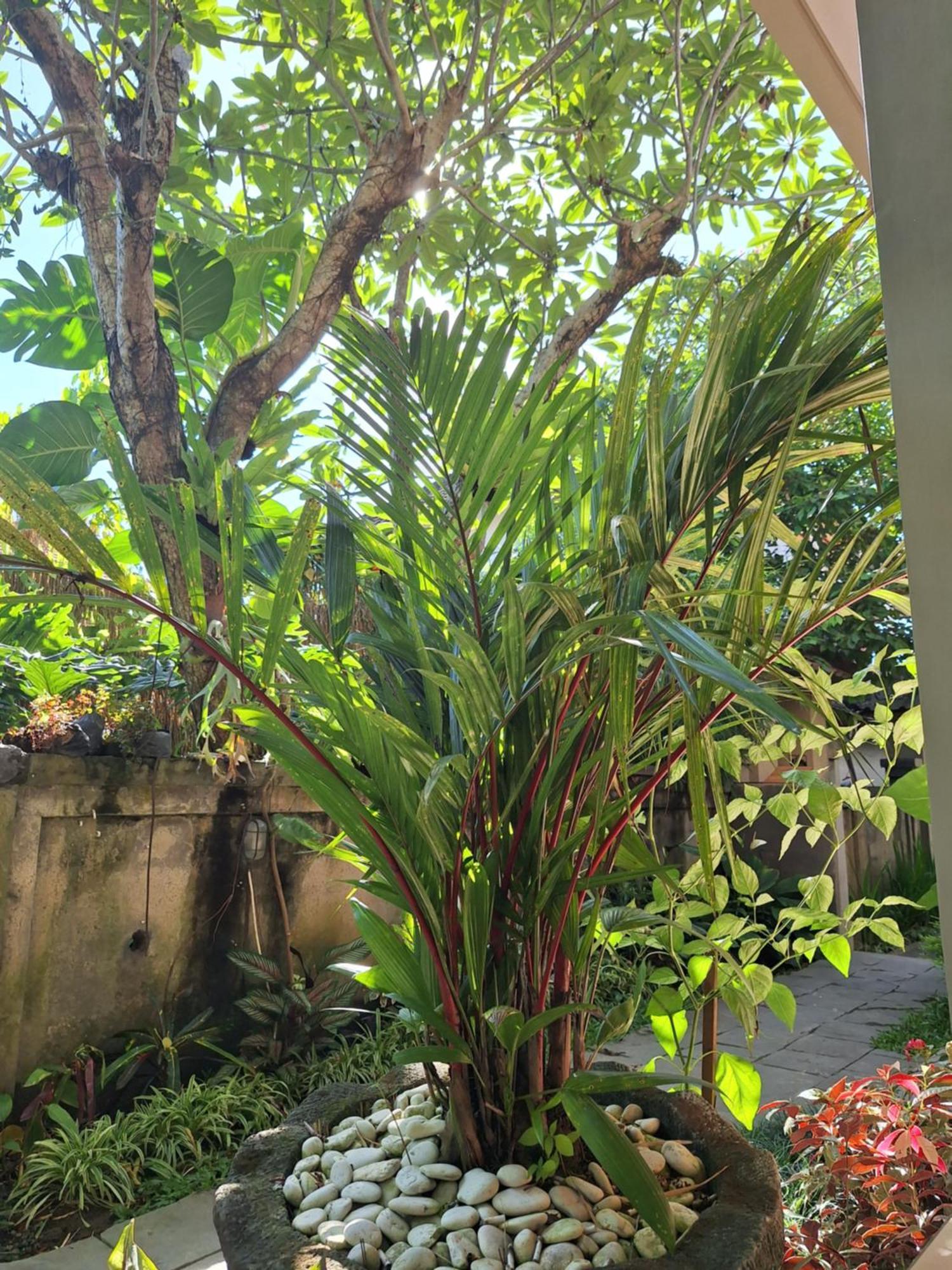 Kasapa Inn Ubud Buitenkant foto