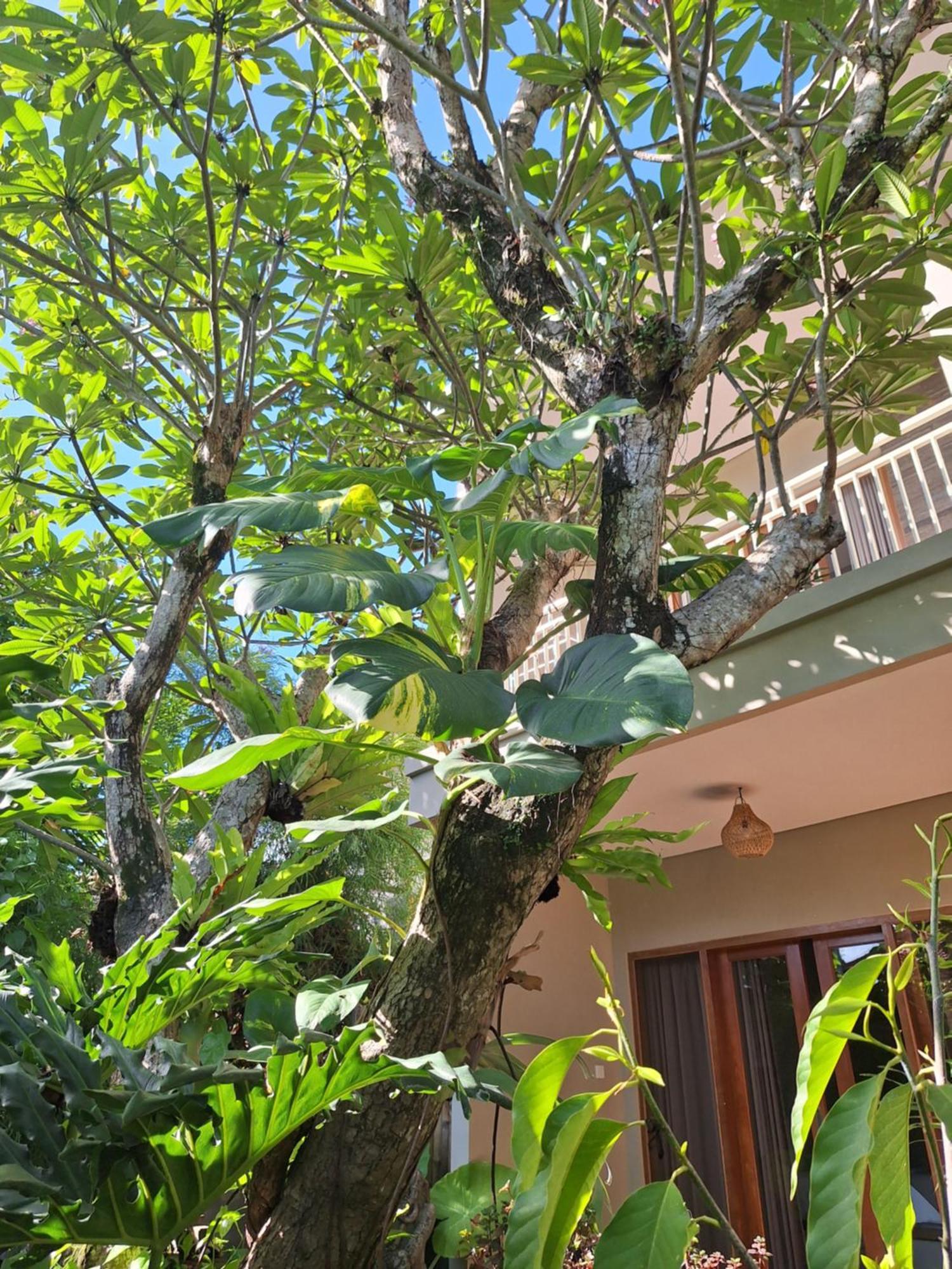 Kasapa Inn Ubud Buitenkant foto